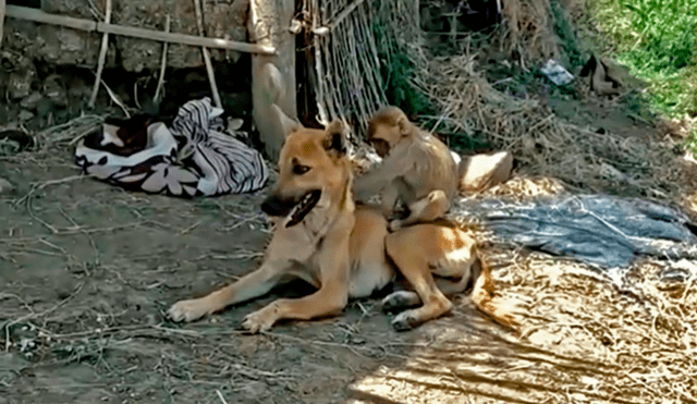YouTube viral: mono bebé es rescatado de feroz ataque de jauría y perro se enfrenta para adoptarlo [VIDEO]
