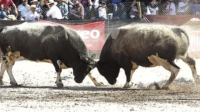 Peleas de toros, una tradición que Arequipa podría perder [VIDEO]