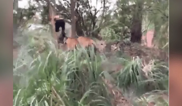YouTube viral: ¿enormes tigres atacaron a cuidador de animales? Aquí la verdad [VIDEO]