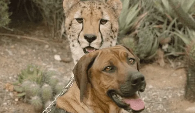 A través de YouTube se hizo viral la historia de un guepardo y un perro, los cuales se conocieron cuando eran unos cachorros.