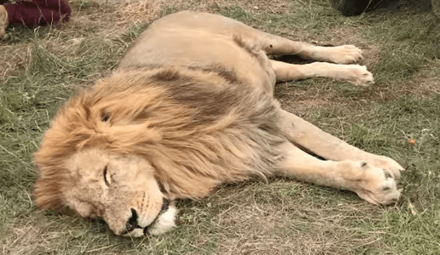 León 'perezoso' arruina fotografía de turistas que hacían safari al quedarse dormido en todo el tour.