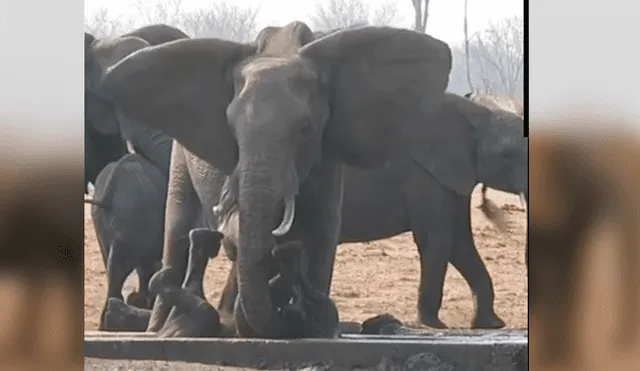 La impactante grabación de YouTube revela el momento en que la mamá elefante reúne a toda la manada para que la ayuden a rescatar a su crío