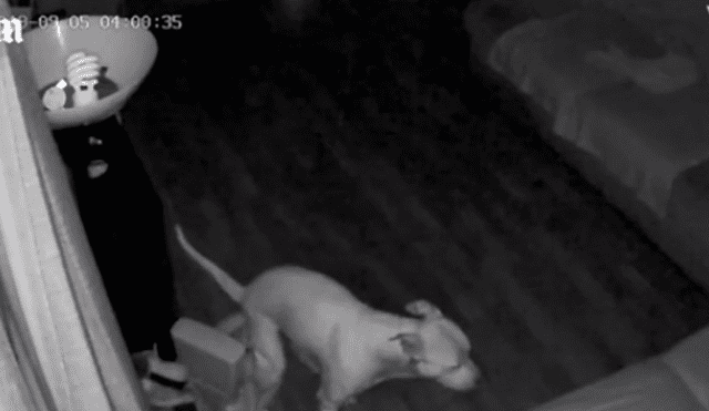 Video en Facebook grabado por cámara de seguridad revela el peor secreto de un pequeño perro.