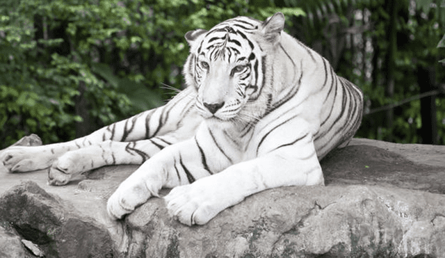 Japón: tigre blanco ataca salvajemente a su cuidador y lo mata 