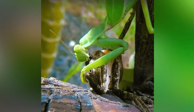 Un video viral muestra la feroz batalla que tuvieron un lagarto y una mantis religiosa.