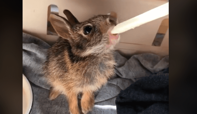 El recién nacido, aún no habría los ojos y buscaba a su mamá para alimentarse. Foto: Jessica Lee/TikTok