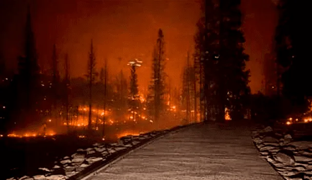 Hasta este domingo por la mañana, el fuego ha arrasado con más de 45 000 acres y el incendio se encuentra fuera de control con un 0% de contención. Foto: EFE