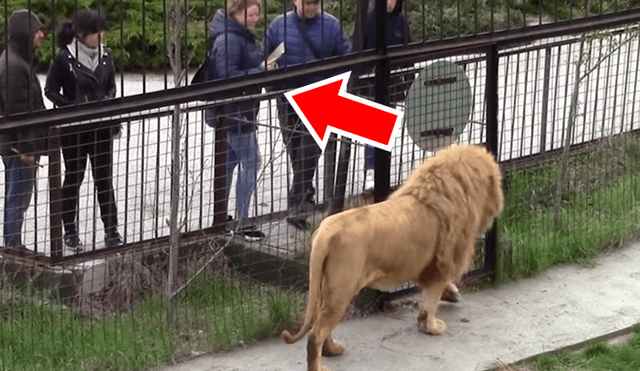 Si quieres ver lo que hizo un feroz león cuando notó que una turista lo fotografiaba, desliza cada imagen viral de YouTube hacia la izquierda.