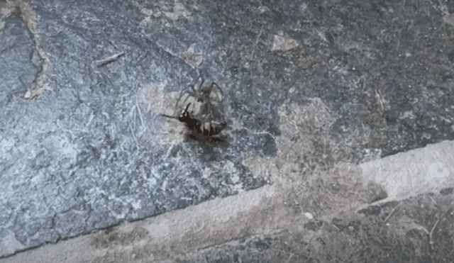 Un joven grabó el momento en que una avista defendió a su compañera del brutal ataque de una araña.