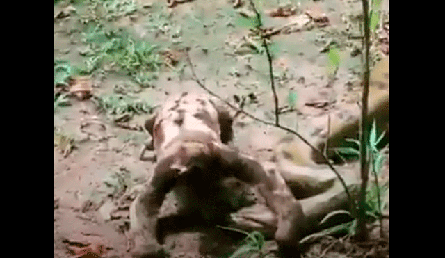 La sorprendente reacción de una letal anaconda tras ser pisada por un distraído oso perezoso [VIDEO]