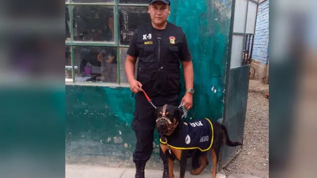 Chiclayo: perro de raza Rottweiler ataca a sereno