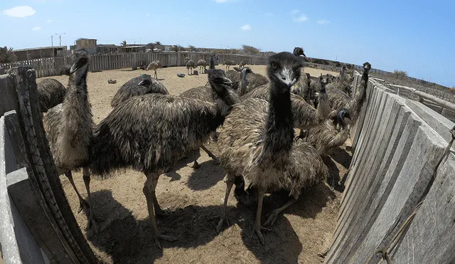 Zoocriadero de avestruces en Chiclayo