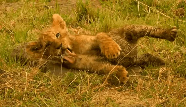 Aún les queda bastante tiempo para que puedan ser independientes y dejar de depender de su madre. Foto: BBC Earth