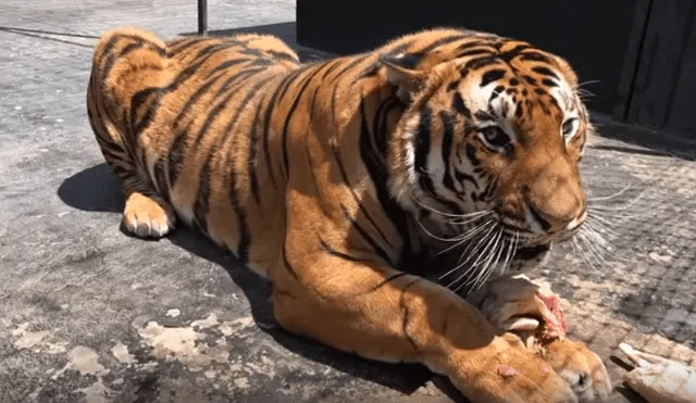 Feroz tigre tuvo violenta reacción con el hombre que lo cuidó de bebé.