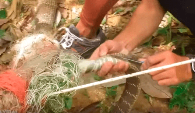 Es viral en YouTube. Enormes serpientes necesitaron la ayuda a de varias personas para ser liberadas tras quedar atascadas en una red de granjero durante un proceso de apareamiento