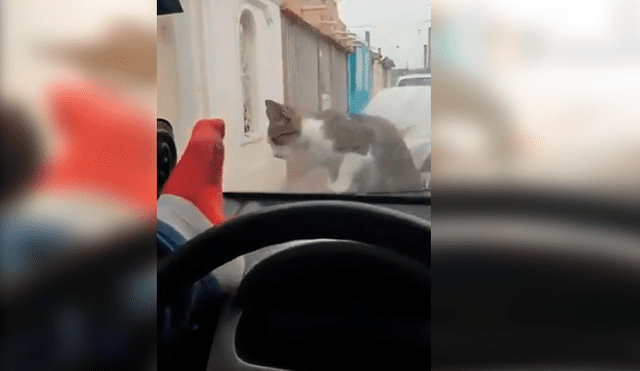 Hombre pateaba a la cara del gato a través de la luna delantera de su auto hasta que un inesperado incidente hizo que se arrepintiera.