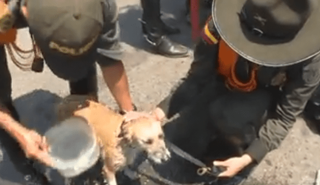Policías de Colombia rescatan a perros abandonados que ‘migran’ desde Venezuela [VIDEO]