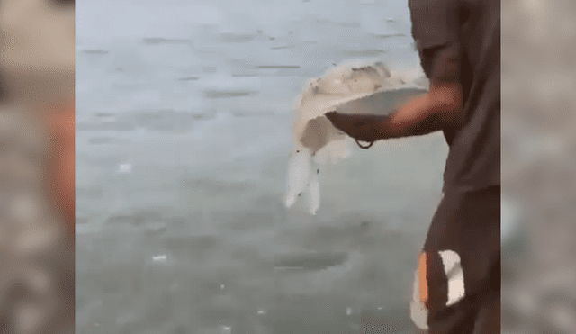 En Facebook se hizo viral el extraño aspecto de una criatura que atrapó un pescador.