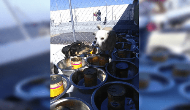 En Facebook, un grupo de voluntarios se organizaron para festejar Navidad junto a perros callejeros.