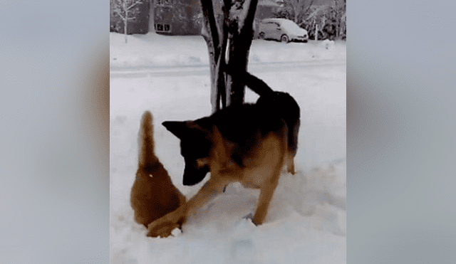 Facebook viral: 'Gatito' toca la nieve por primera vez, entra un perro y lo humilla [VIDEO] 