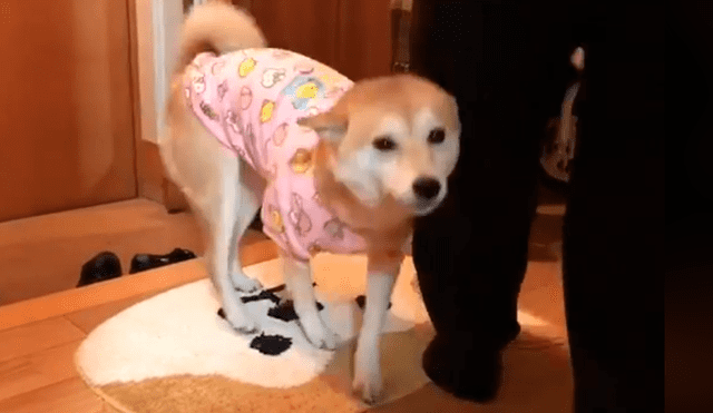 En Facebook, un perro se entusiasma de una manera peculiar cuando ve que su dueño regresó a su casa.