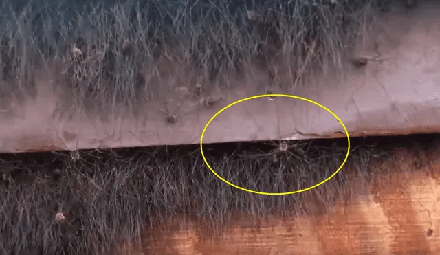 YouTube viral: nido de miles de arañas es descubierto en el lugar menos pensado [VIDEO]
