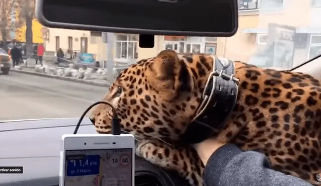 YouTube: Leopardo sube a un taxi en Rusia y ocurre lo inesperado