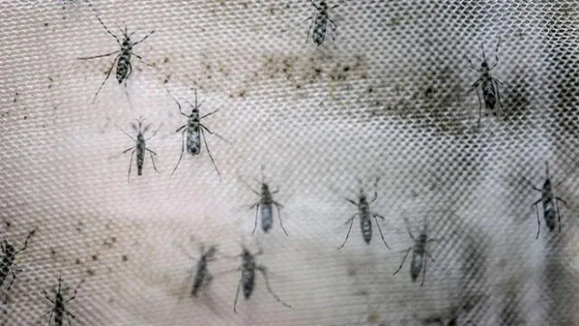 Zika en Brasil. Foto: difusión.