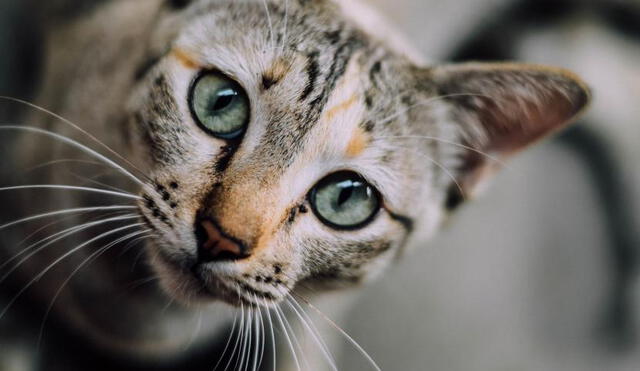 Facebook: gatito es la sensación en redes por esta adorable razón [VIDEO]