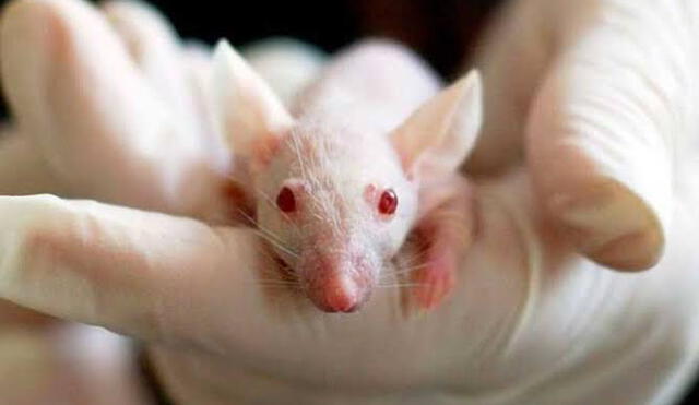 Se presume que el contagio del arenavirus surge del contacto con los roedores. (Foto: yucatanalamano)