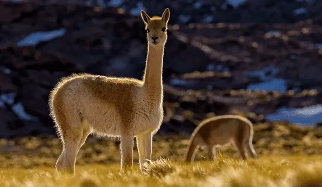 vicuña