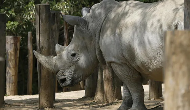 Detienen en Sudáfrica a contrabandistas con 167 cuernos de rinoceronte