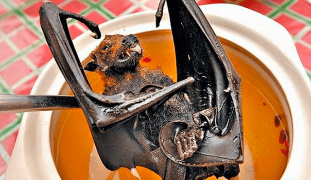 ¿Qué es la ’sopa de murciélago’ y por qué la relacionan con el brote de coronavirus en China? [FOTOS]