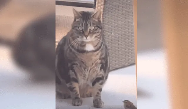 Desliza las imágenes hacia la izquierda para observar el incidente que protagonizó un gato junto a una pequeña ave.