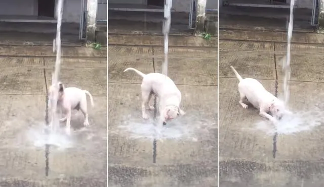 Facebook: Perro tiene feroz batalla con ducha y miles no dejan de reír [VIDEO]