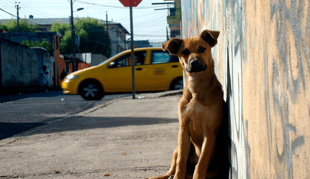 México propone matar perros y gatos callejeros [VIDEO]