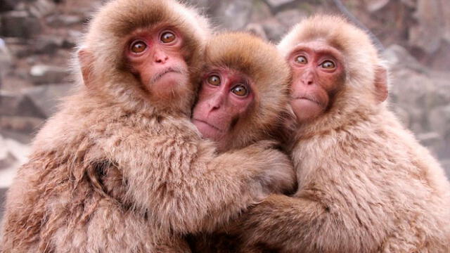 China: implantan en monos genes clave para el desarrollo de la inteligencia humana