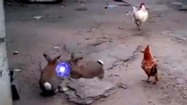Facebook Viral: Conejo y gallina tuvieron pelea al estilo Naruto, te dejará sin palabras [VIDEO]