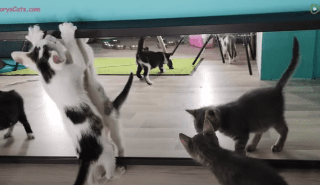 Video es viral en YouTube. Hombre compartió la graciosa reacción que tuvieron los felinos que rescató tras colocarles un largo espejo en el piso para ver lo que hacían.