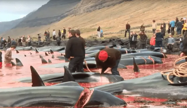 YouTube: 180 ballenas asesinadas brutalmente en siniestro ritual [VIDEO]