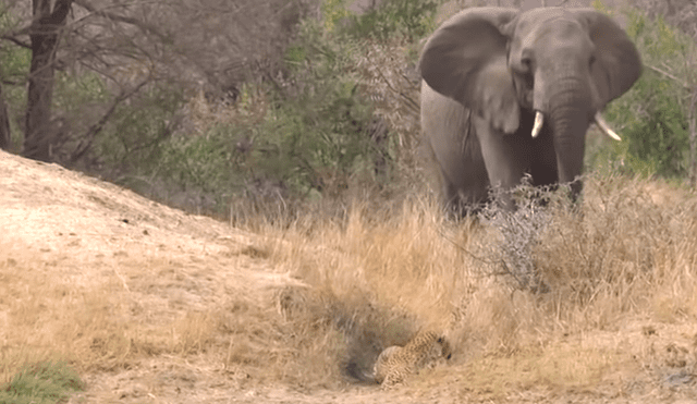 Un video viral de YouTube muestra el preciso instante en que un leopardo acecha a un indefenso ciervo, pero llega un enorme elefante y arruina sus planes.