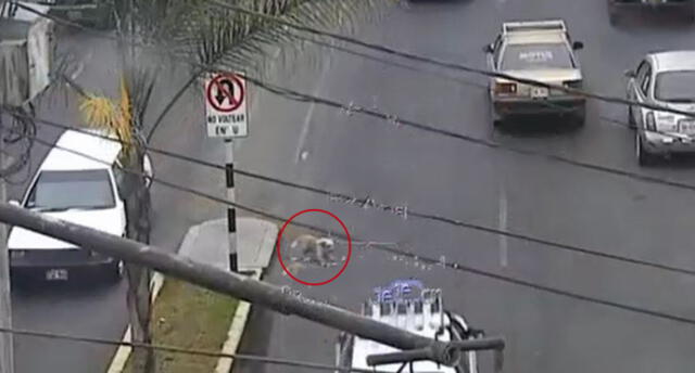 Responsable taxista auxilió a can que atropelló en Tacna [VIDEO]