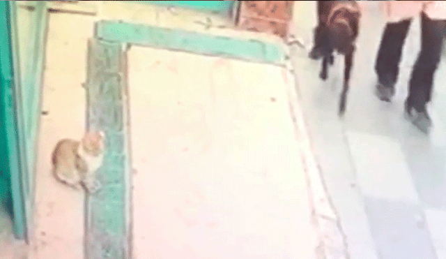 YouTube viral: Furiosa gata se convierte en el terror de un mercado al atacar solo a hombres y perros [VIDEO] 