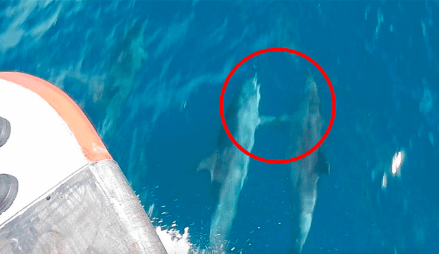 Desliza las imágenes hacia la izquierda para apreciar el amoroso gesto de unos delfines en la superficie del océano. Fotocaptura: Caters Clips.