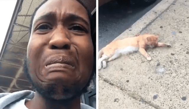 Facebook: joven creyó que gato callejero estaba muerto, pero queda impactado minutos después [VIDEO]