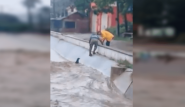 En YouTube, un chico se lanzó a un peligroso río para salvar a un perro callejero que suplicaba por ayuda.