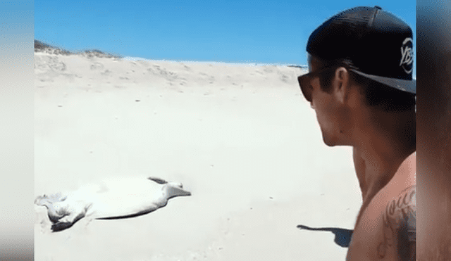Facebook viral: misteriosa criatura es hallada moribunda en la playa y bañistas la rescatan [VIDEO]