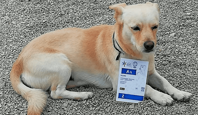 Juegos Panamericanos 2019: Chato, el perro que tiene su credencial y tiene libre acceso en la sede de Punta Rocas. Foto: Richard Cerón López