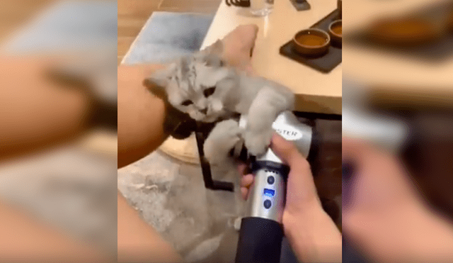 En Facebook, un gato se percata que su dueña utilizaba una máquina de masajes y tiene curiosa reacción.