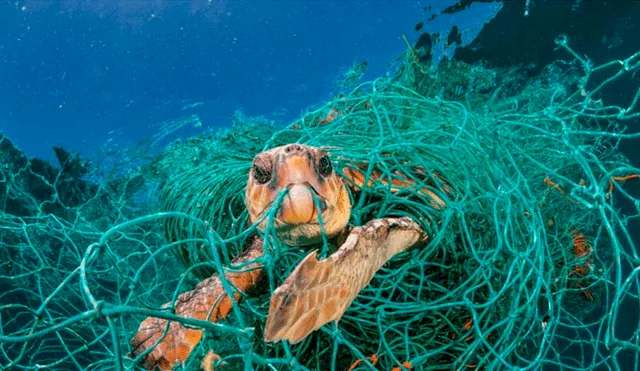 La verdadera historia de la famosa foto sobre la lucha contra la contaminación de plástico